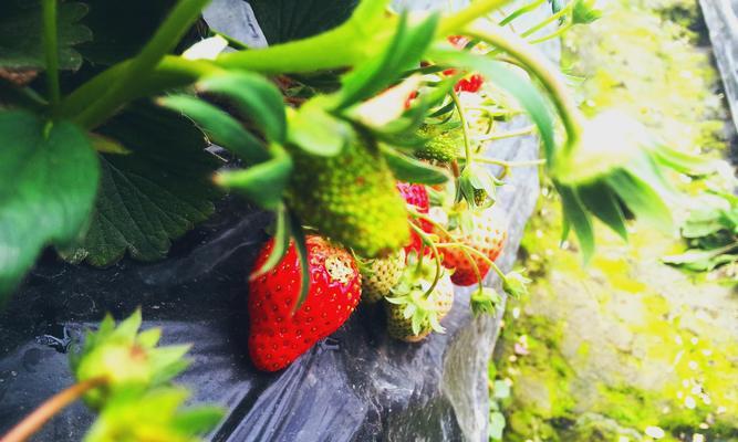 Ubuntu11.04系统的四个实用小技巧