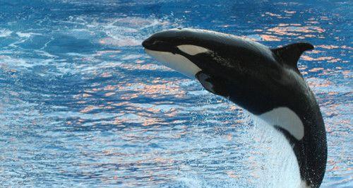 业务运维实战:腾讯是怎么优化APP用户体验的?